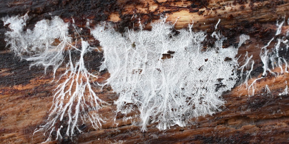 Mycelium Market Expansion: The Rise of Fungal-Based Solutions in Fashion, Packaging, and Biotech Sectors