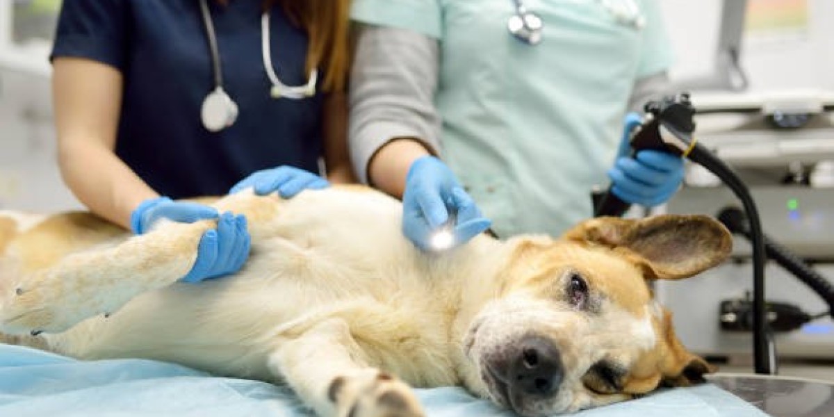 Veterinary Endoscope Market Insights: Shaping the Future of Pet and Livestock Care