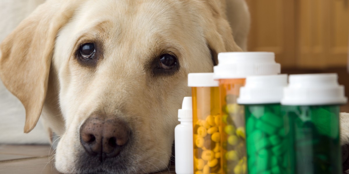 East Asia's Pet Supplements Market Set to Double by 2034: Key Growth Drivers