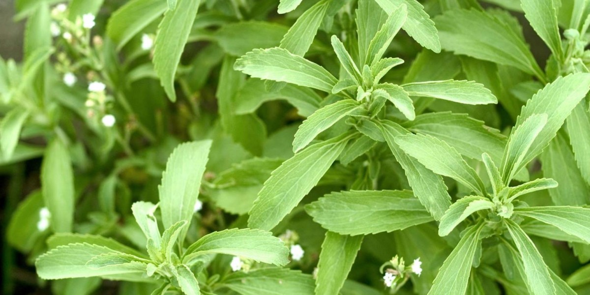 Organic Stevia Market Dynamics and Future Outlook