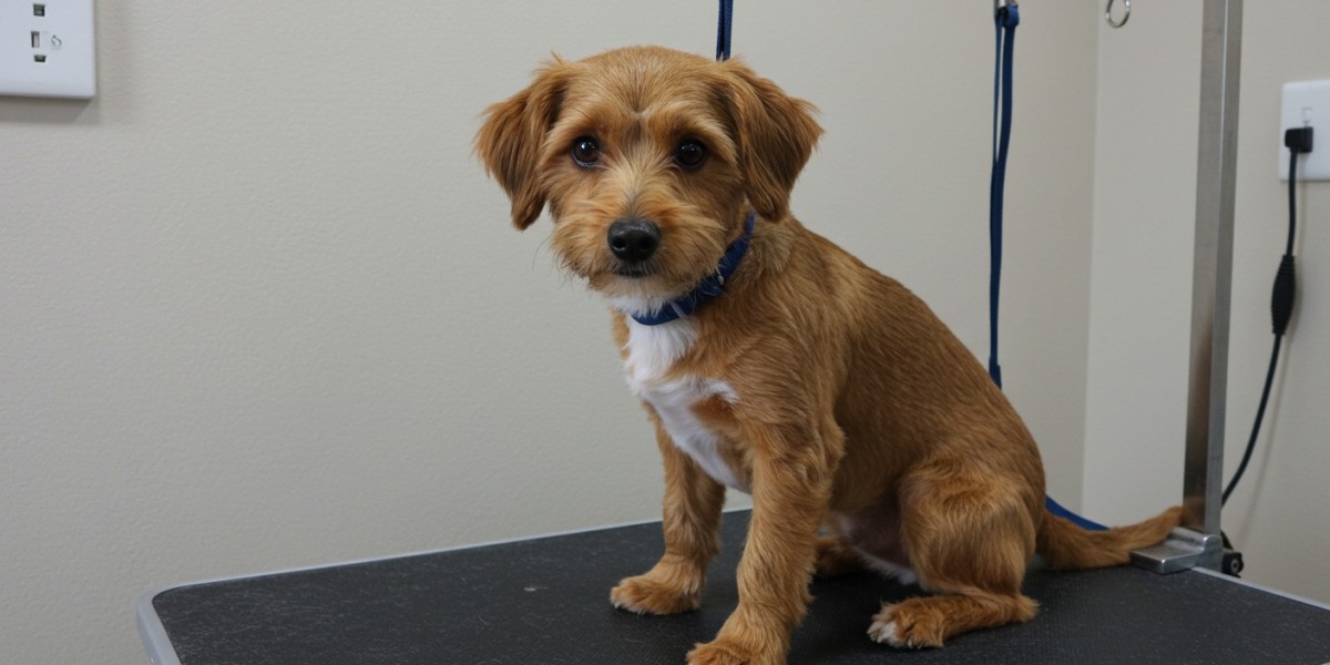 ¿Cómo cortar el pelo a un perro?