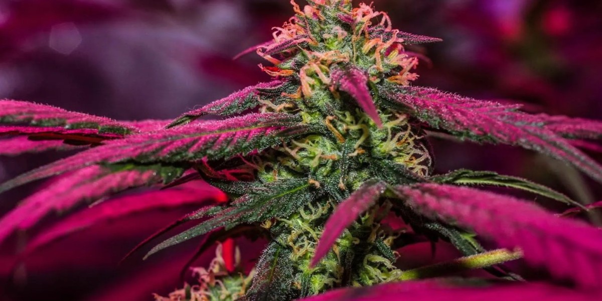 High THCA Flower: A Comprehensive Overview