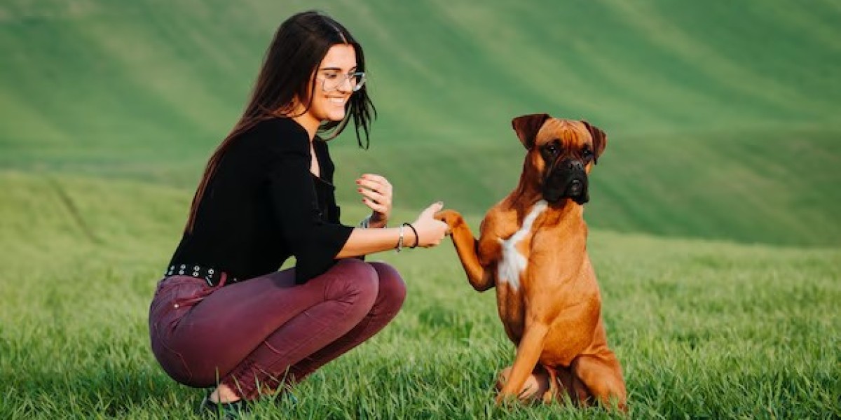 Caring Canines: Exceptional Dog Walking Companies in New Orleans
