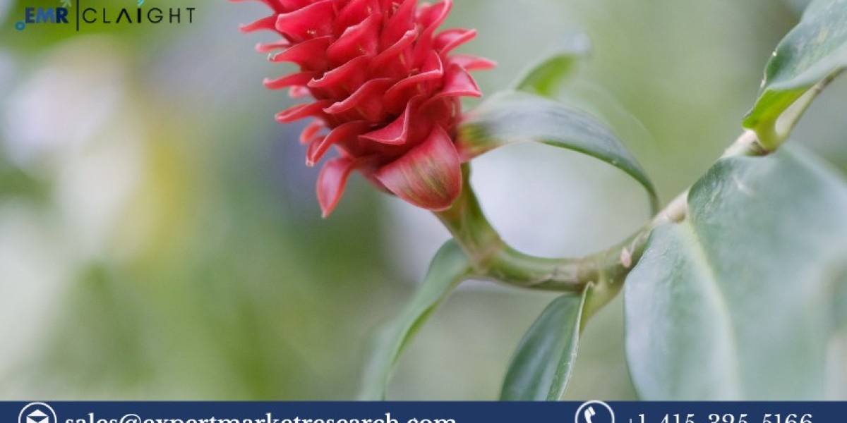  Terpineol Market: Growth, Trends, and Forecast (2024-2032)