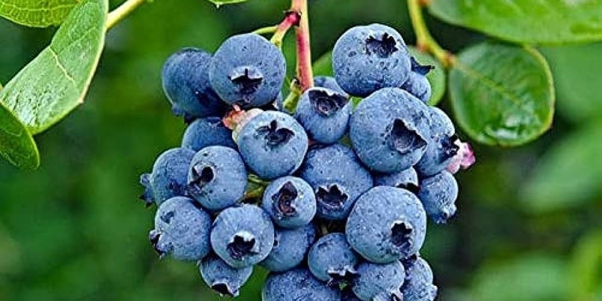 Raw Material Requirements for Setting Up a Blueberry Processing Plant