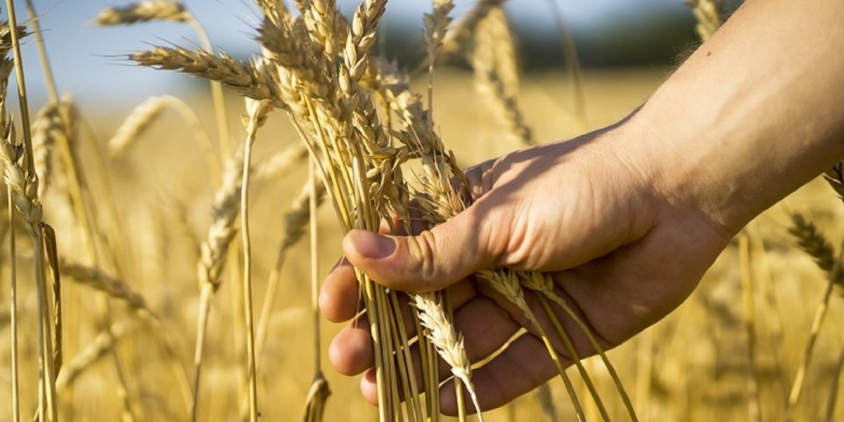 2032, Grain Farming Market Future, Size, Research 2024-2032