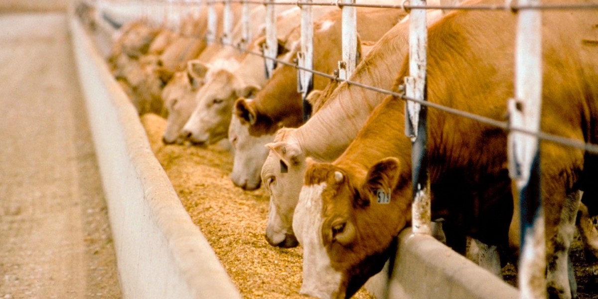 Cattle Feed Market: Exploring Strategic Approaches for Market Expansion