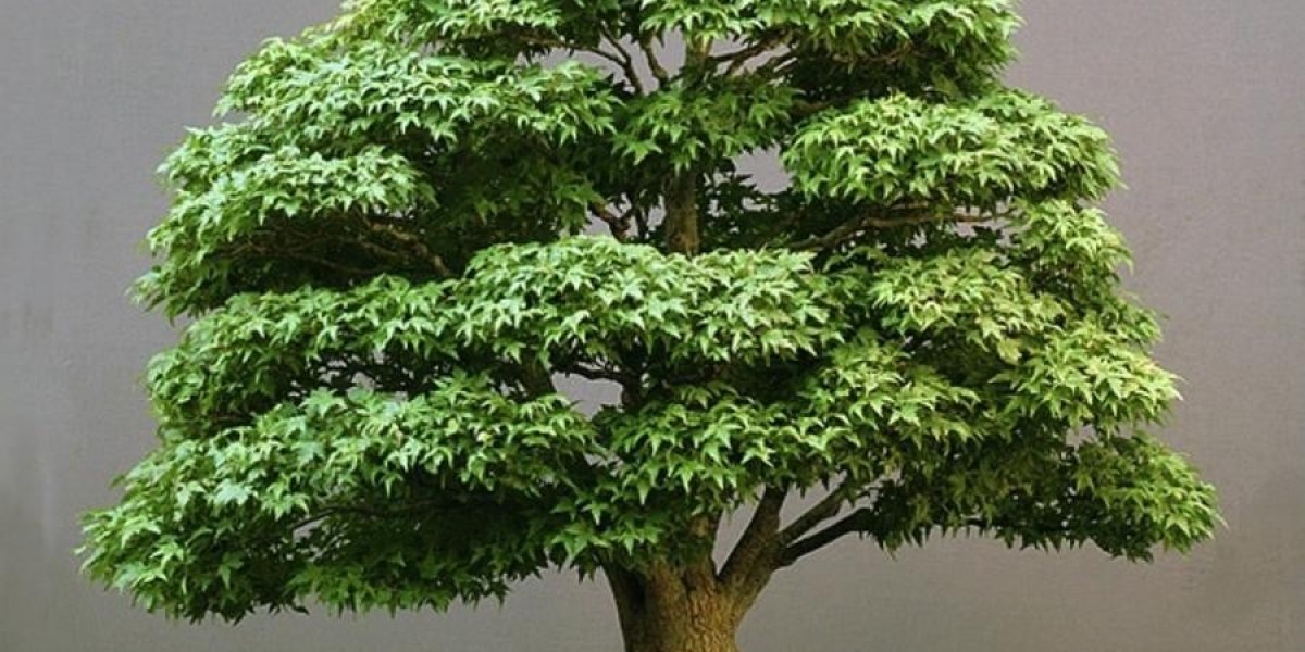 Bonsai Market Dynamics: Understanding the Trends, Opportunities, and Threats Ahead