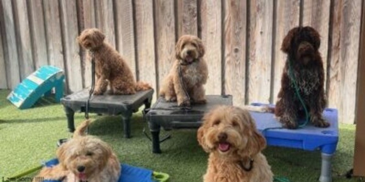 Trained Therapy Dogs for Sale at Aly’s Puppy Boot Camp