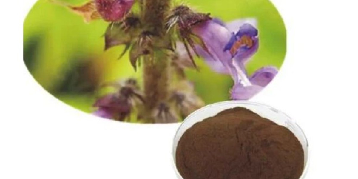 Forskolin Market Potential: A Thorough Exploration of Growth Areas, Key Industry Players, and the Market’s Future in the