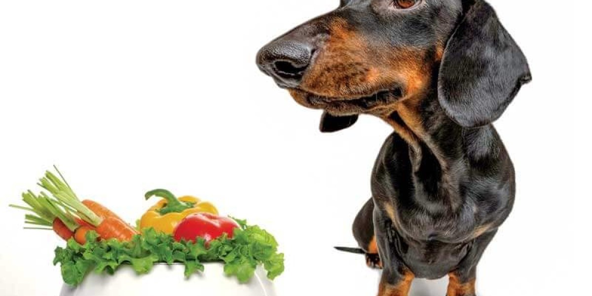 Vegan Dog Food Market: The Rising Demand for Plant-Based Pet Nutrition