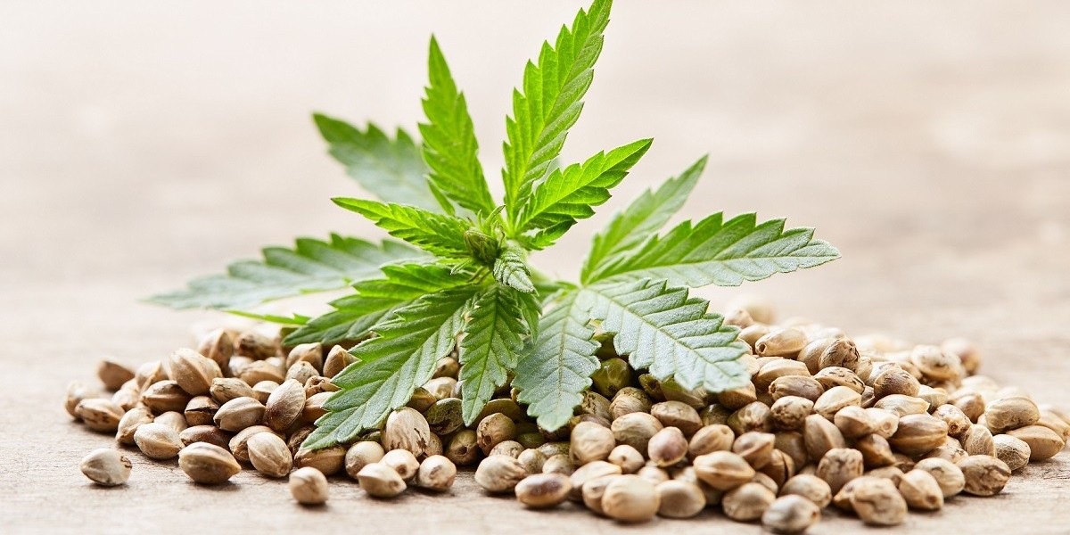 Cannabis Seeds Market Dynamics: Emerging Trends, Growth Challenges, and Long-Term Outlook