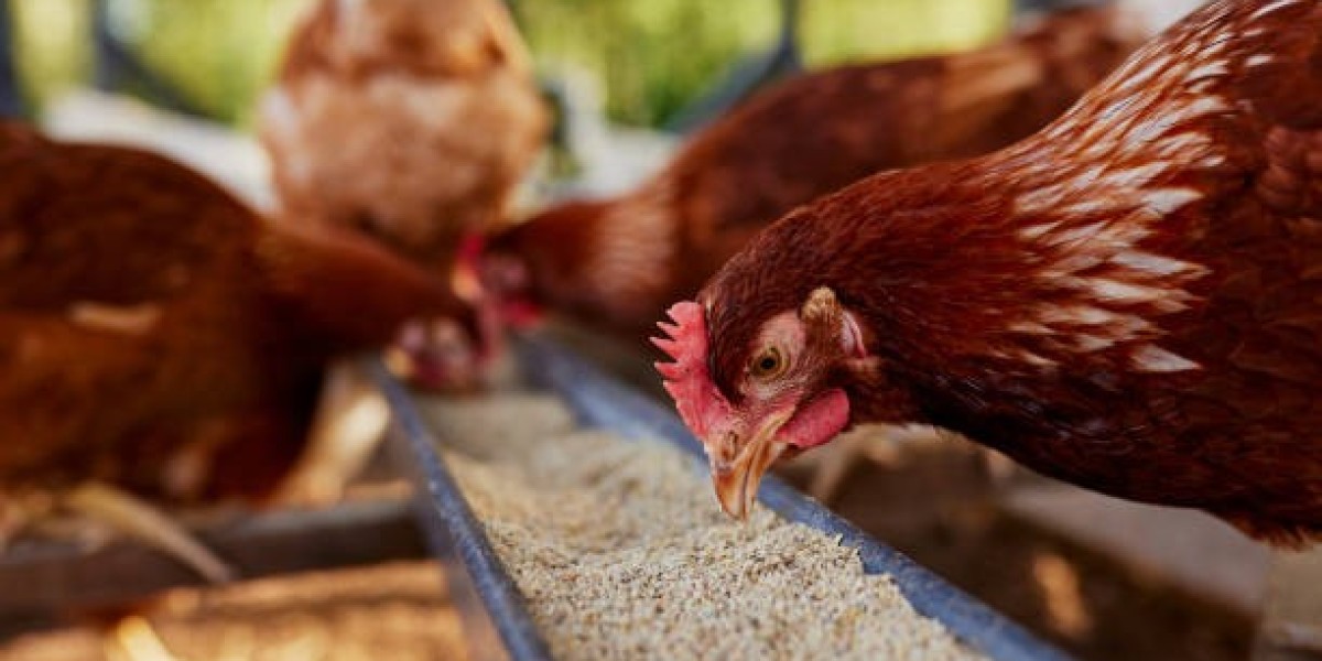 Poultry Feed Market: Addressing Consumer Demand for Healthier and Ethical Feed Solutions