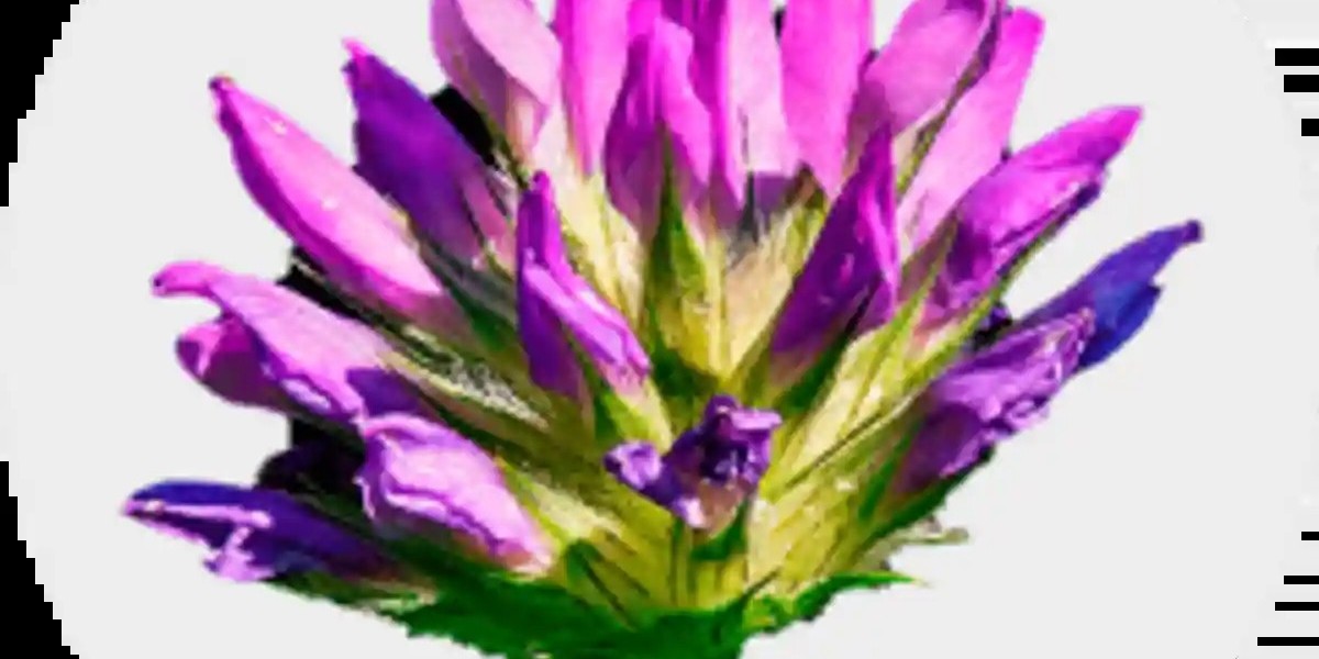 Bakuchiol Market: Why Natural Beauty Lovers Are Turning to This Retinol Alternative