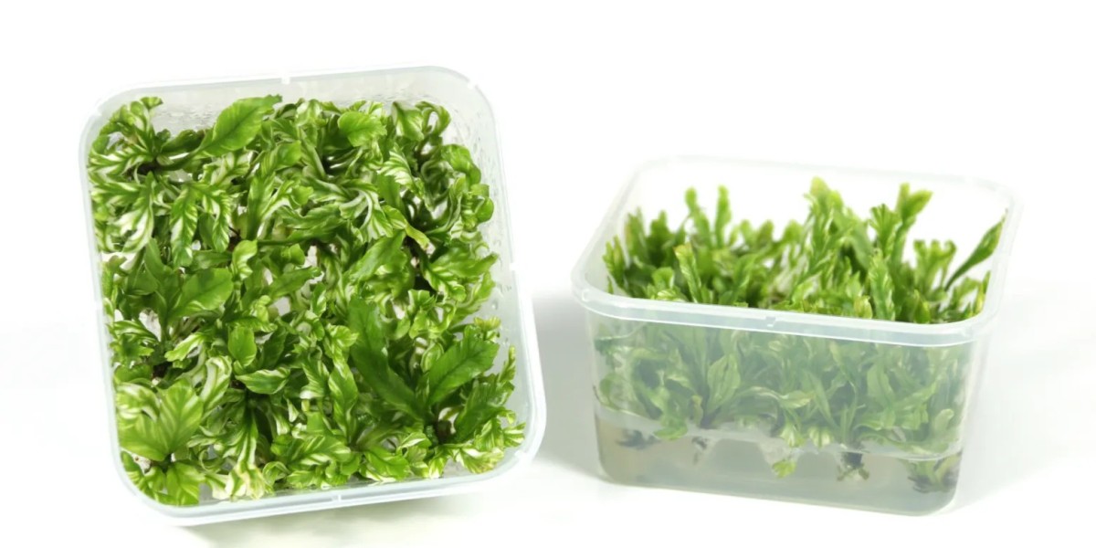 Wholesale Young Plants: Plug Plants Perfect for Professional Growers