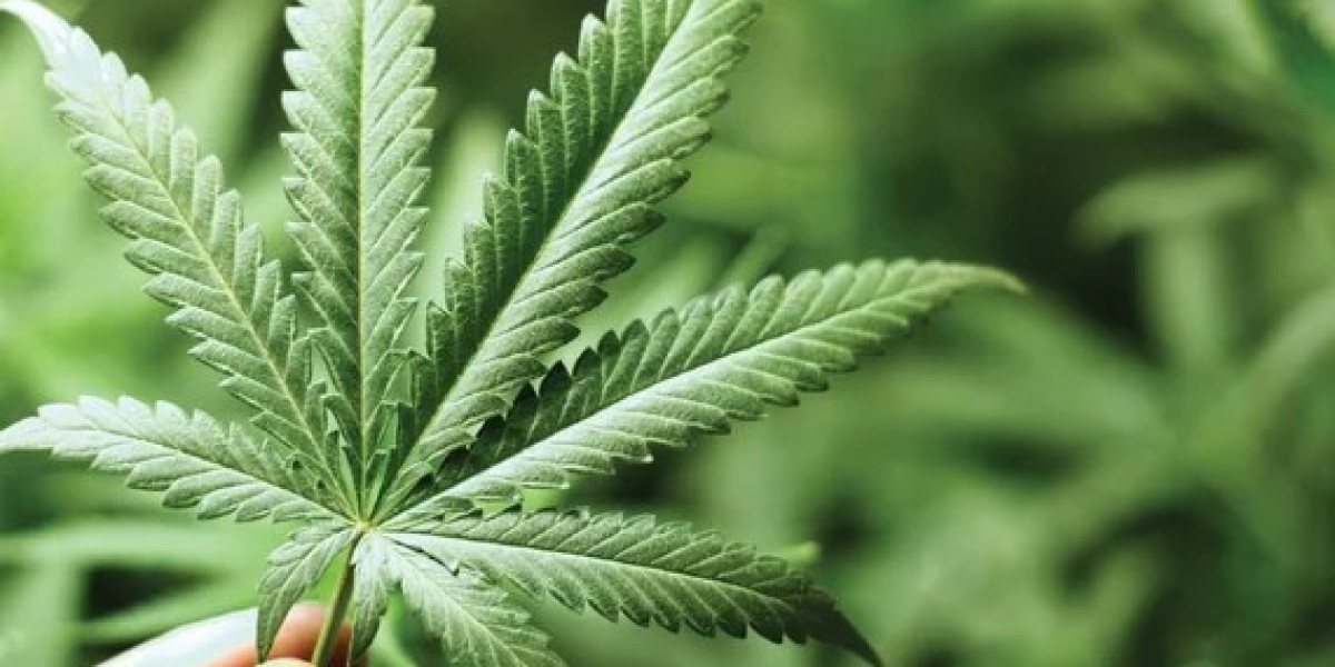 What Are the Benefits of CBD Oil and Cannabis Delivery in Fort Carson, Colorado?