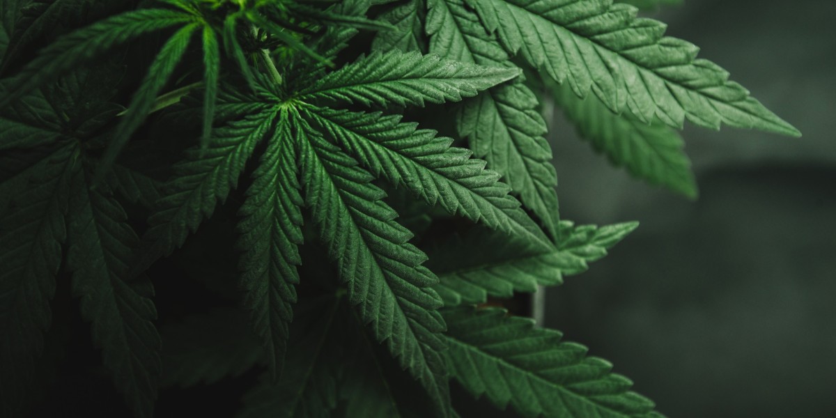 How Can Weed Benefit Your Health in 2025 at Cañon City Dispensary?