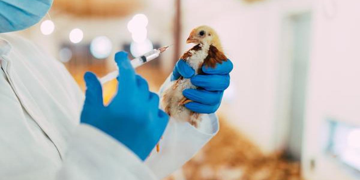 Veterinary Vaccines Market Opportunities: Capitalizing on Emerging Trends and Growth Potential