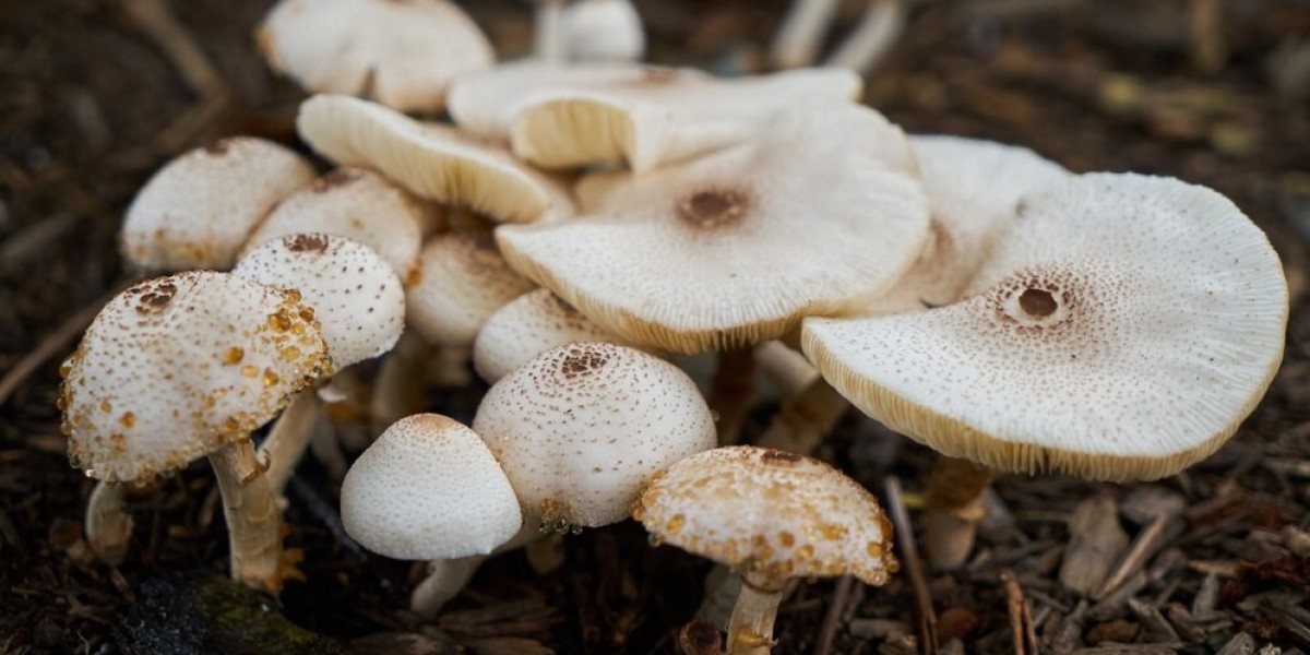 Mycelium Market Technological Advancements: Innovative Applications Redefining Sustainability and Eco-Friendly Productio