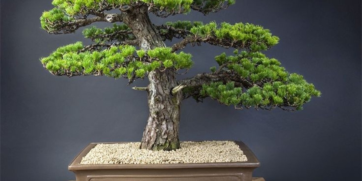 Bonsai Market Growth Drivers, Emerging Trends, and Insights into the Future of the Industry