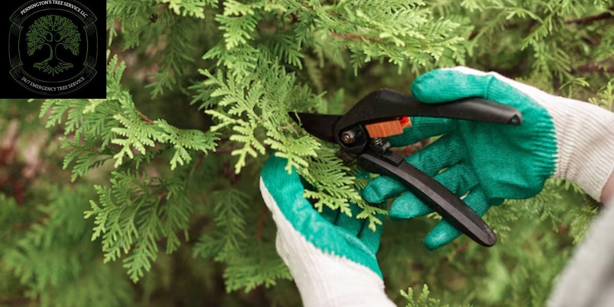 Comprehensive Tree Services | Columbus Ohio