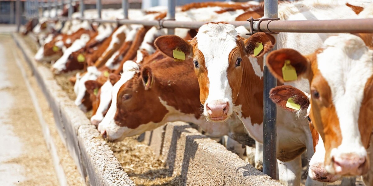 Cattle Feed Market: Insights Into the Shift Toward Eco-Friendly Feed Solutions