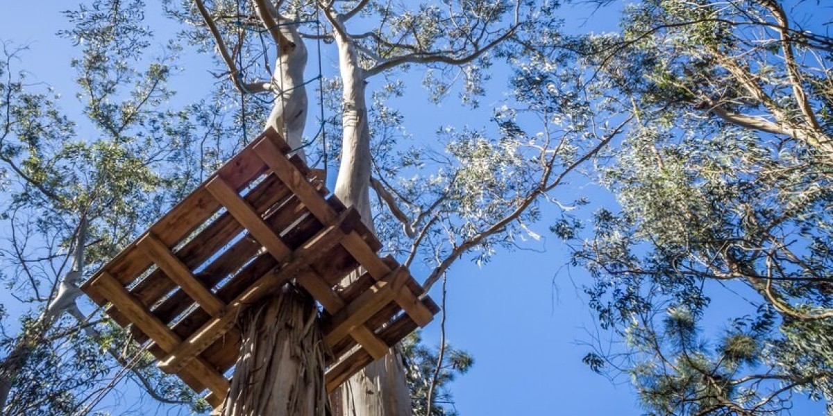 Tree Pruning in Darwin: Essential Care for Healthy Growth