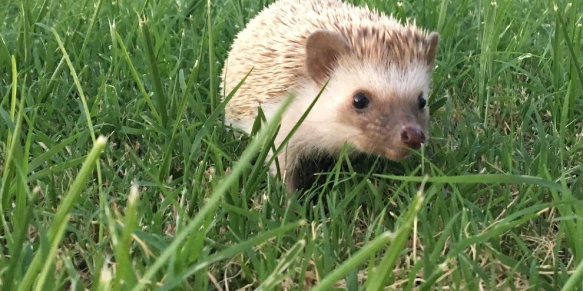 Hedgehog water bowl