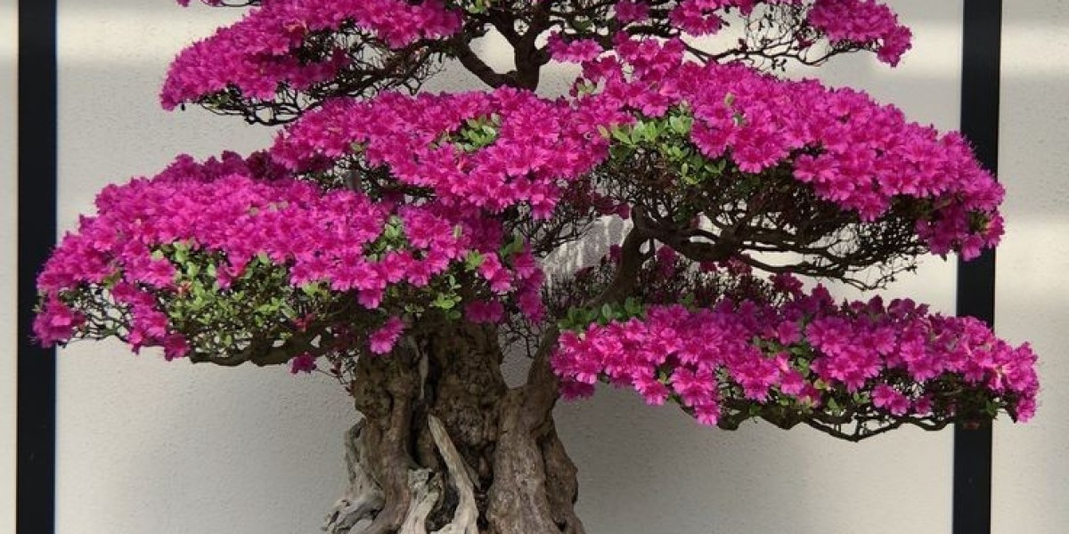 Bonsai Market Overview, Impacting Factors and Dynamics Driving Market Shifts and Opportunities