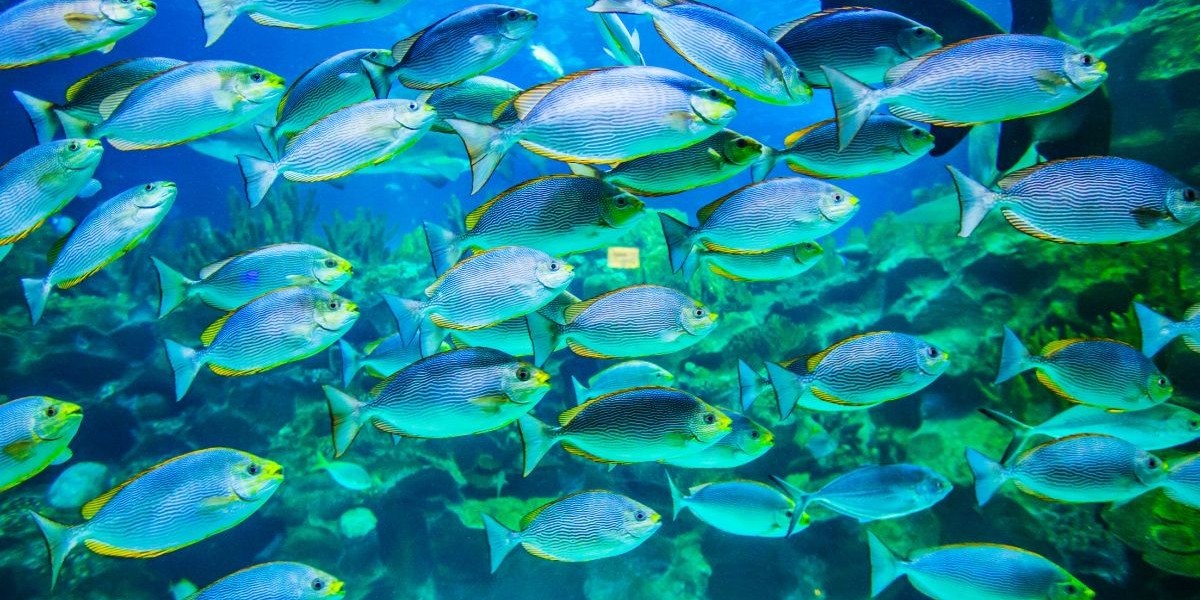 Australia Fish Market: A Sustainable Growth Outlook