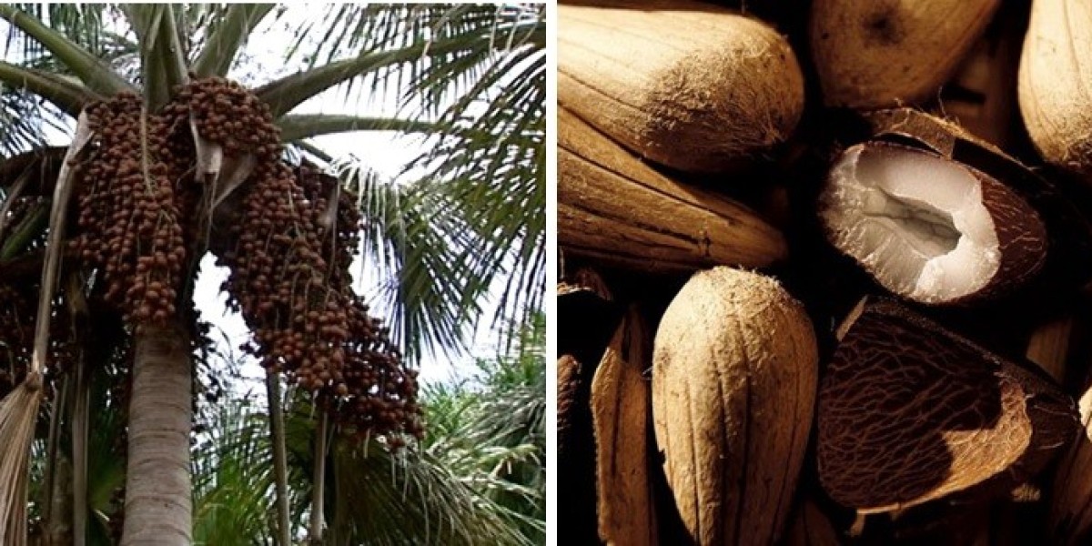 Murumuru Butter Market: Sustainability and Ethical Sourcing Trends
