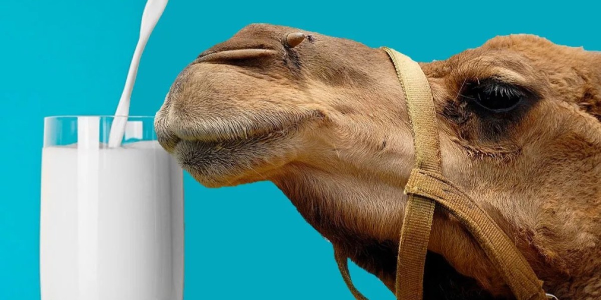 Camel Milk Market Accessibility: Breaking Barriers to Widen Consumer Reach and Boost Production Opportunities