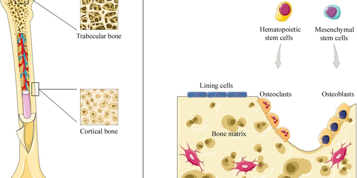 Bone Regeneration Market Long-Term Outlook: Key Drivers and Challenges in the Future