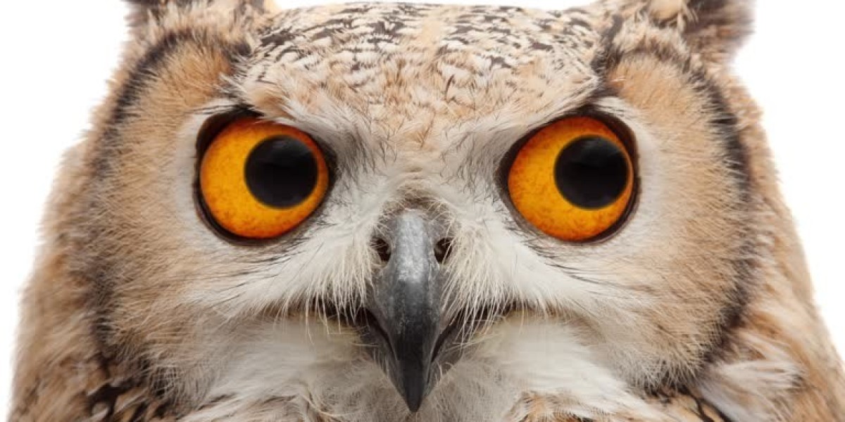 Owlin Age in Dungeons & Dragons 5e: A Complete Guide