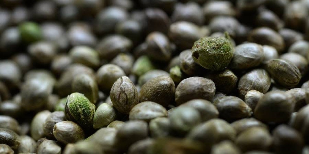 Cannabis Seeds Market Overview and Impacting Factors with Key Insights into Trends and Dynamics