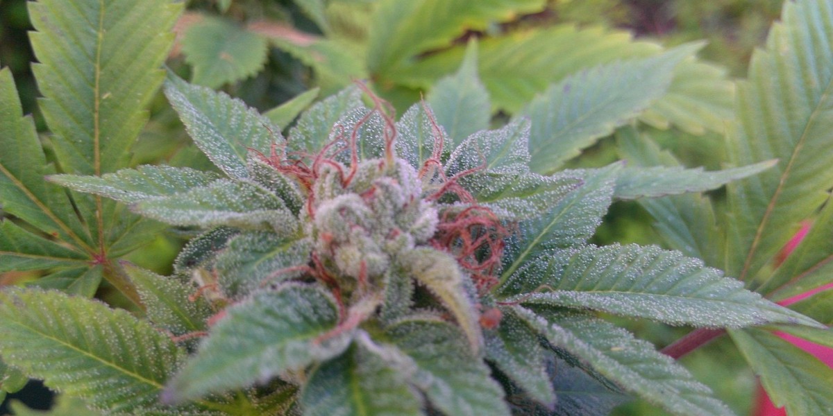 What Are Weed Species and Weed Delivery Options in Federal Heights?