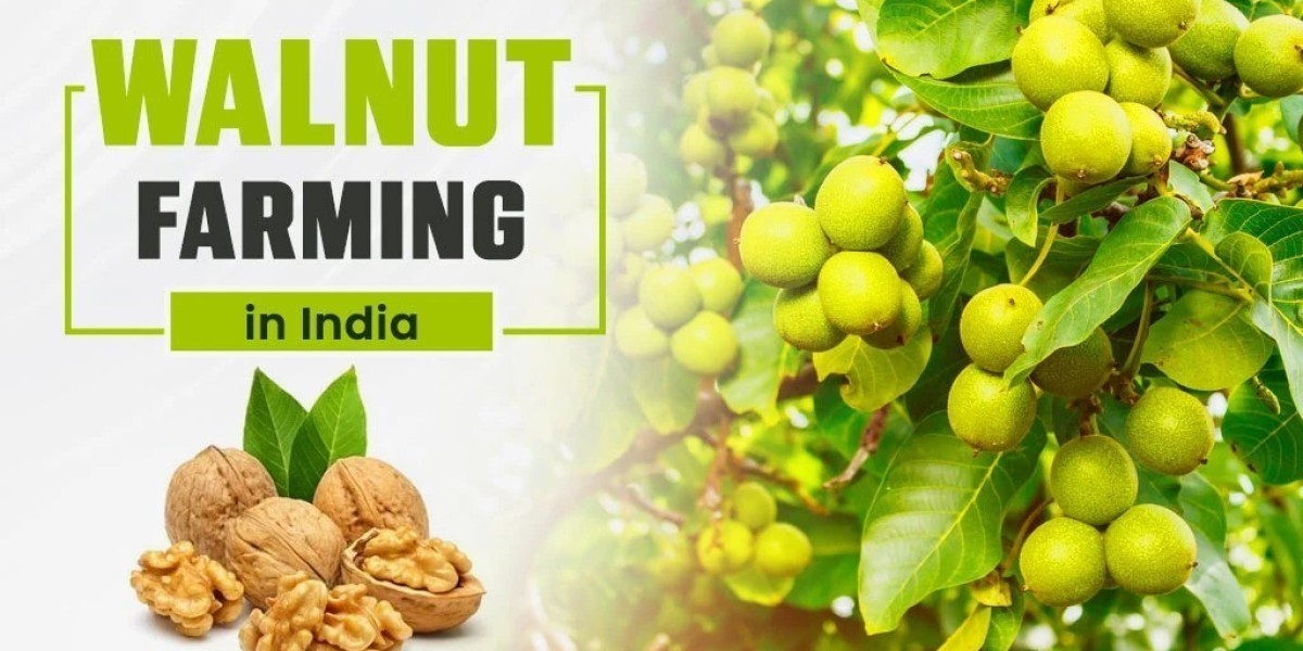 Walnut Cultivation in India