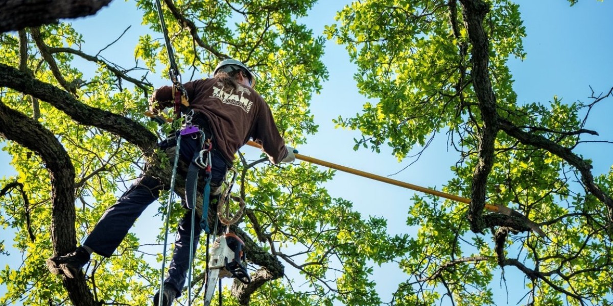 Affordable Tree Trimming and Removal You Can Trust in Houston!