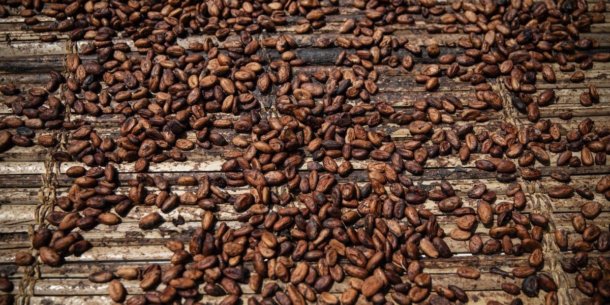 Cocoa Market Forecast and Outlook for the Next Decade Driven by Key Market Dynamics