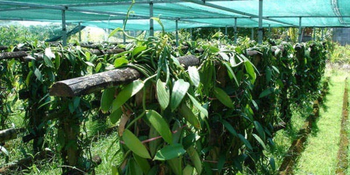 Vanilla Processing Plant Setup Cost Report Covers Project Economics, Business Plan and Requirements