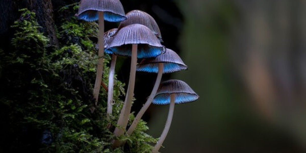 Sustainable Farming and Functional Foods: The Future of the Mushroom Industry