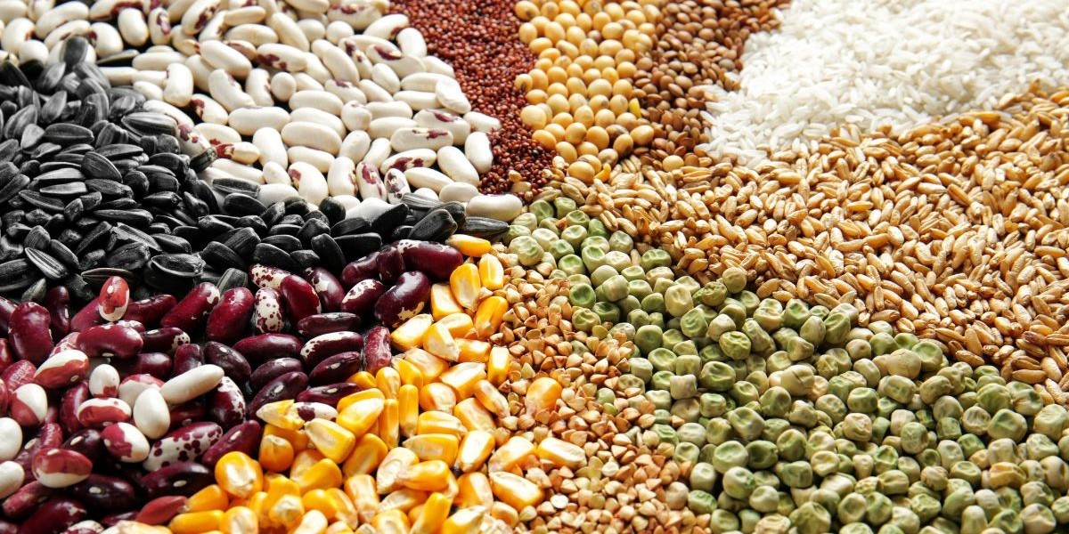 Mercado de Granos en Argentina: Un Sector Clave para la Economía del País