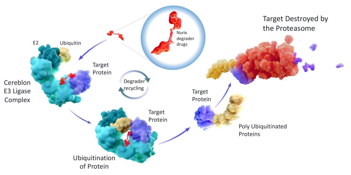 Key Forecasts for the Targeted Protein Degradation Industry