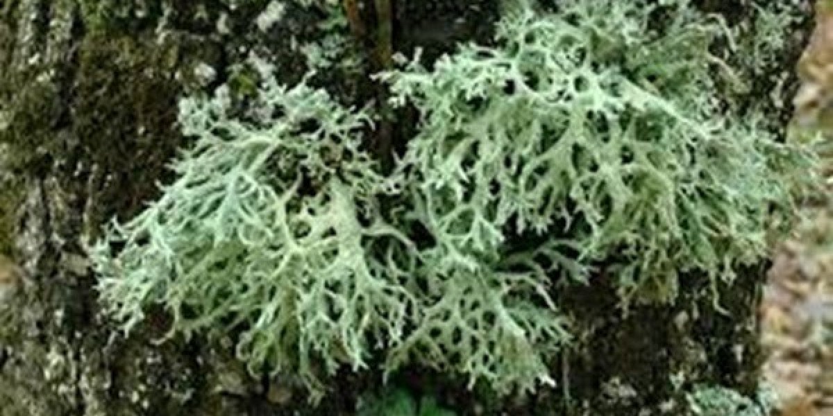 Oakmoss Extract Industry Key Players, Trend, Analysis and Forecast to 2032