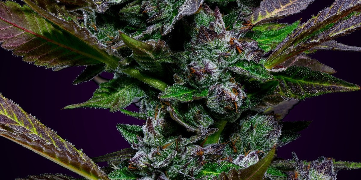 Can Weed Use Benefit Oral Health in Lone Tree, CO?