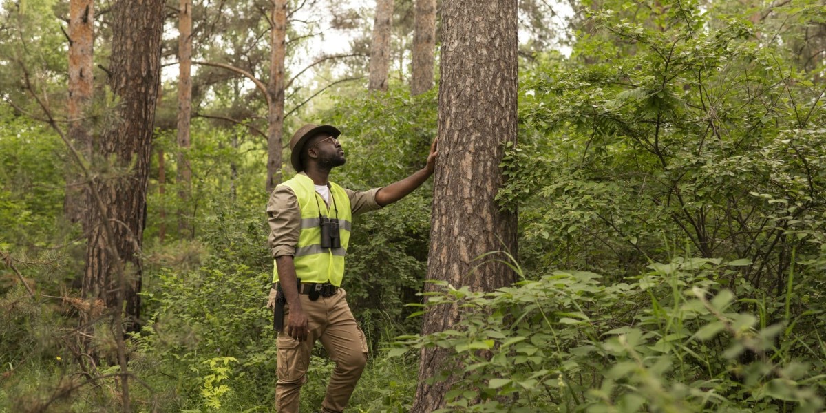 Affordable Tree Service Houston: Quality Care at Budget Prices