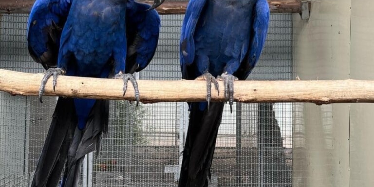 The 10 Most Scariest Things About Tallula Indigo Park Mollie Macaw