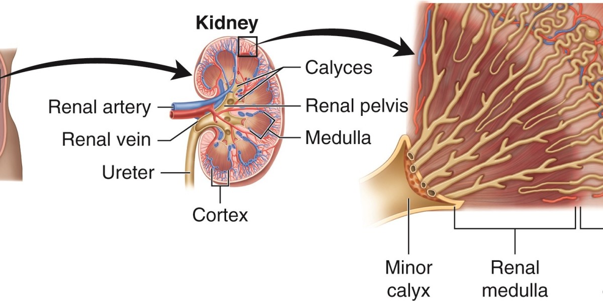 The Rise of JARDIANCE in Kidney Care: Separating Facts from Myths