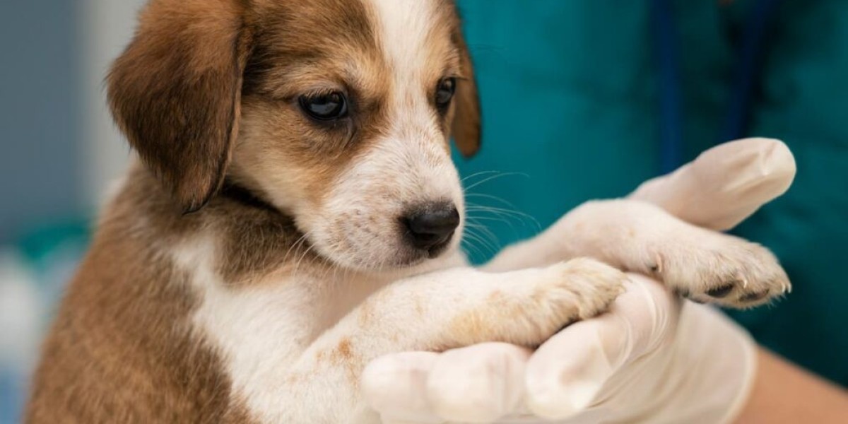 Is Acupuncture Right for Your Pet? Understanding the Process and What to Expect