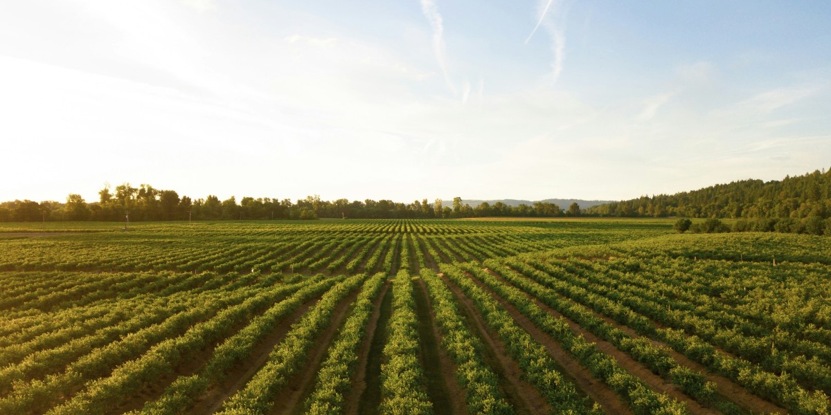 Top 4 Apps for Farmers: Identify and Manage Fungal Diseases with Ease